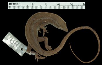 Media type: image;   Herpetology R-7683 Aspect: dorsal